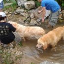 퍼피 앤 이미지