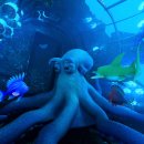 Legend of the Enchanted Reef 이미지