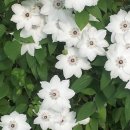 꽃향기 머무는 곳 이미지