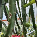 부영농원 | 제주부영농원 친환경레드용과 직판