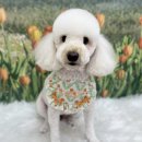 코지그루밍 이미지