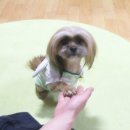 도도 이미지