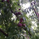 정자리농장 이미지