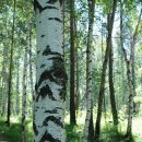 자작나무이야기 이미지