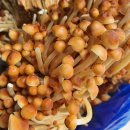 무농약 만가닥&황금팽이 버섯&표고버섯&아스파라거스&제주구좌당근 이미지