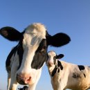 건지목장 이미지