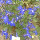 남지초등학교 이미지