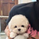 켄넬203 말티푸분양, 미니비숑분양 이미지