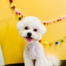 아이러브독 애견미용실 이미지