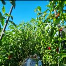 현곡농장 이미지