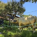 선일목장2 이미지