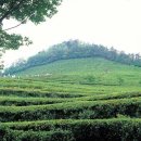 웰빙시대 Daum카페