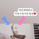 버만캣패밀리