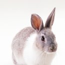 돼지토끼 이미지