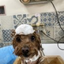 그루머로 네이버블로그