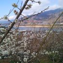 매화마을1 이미지