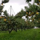 사랑방농원 이미지