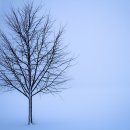 설일(雪日)/김남조 이미지