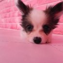 강남펫스타일 이미지