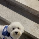 꿩집 이미지