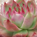 우리집 야옹이 이미지