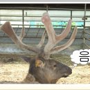 청록농장 Daum카페