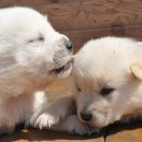 복슬강아지 이미지