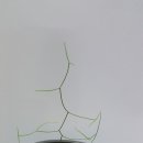 인트리
