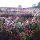 감악산주유소 이미지