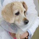 온천동물병원 이미지