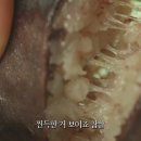 연변찹쌀순대 이미지