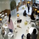 폴인캣츠 이미지