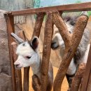 쥬니멀 전시장 | 청주실내동물원, 아기랑 청주나들이 하기 좋은 쥬니멀 동물원