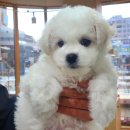 에브리 뽀송 이미지