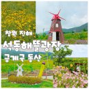 동해IC주변 | [창원] 진해 석동해뜰광장 금계국 동산 라벤더 정원