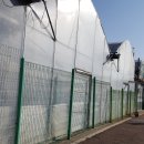 싱싱다육그린원 이미지