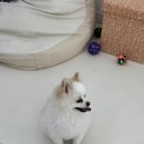 봉쥬르 밀크숑 이미지