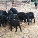 홍천염소농장 이미지