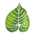 스튜디오엽
