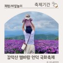 국화 | 거창 가을여행 필수코스! 감악산 별바람 언덕 아스타 국화축제 후기