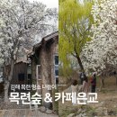 카페5번지 | 김해 목련숲 주차장 가는법 카페은교 포토존 흐린날 후기