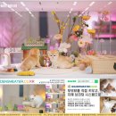 고양이가정분양 자체브리딩 니팅캣 | 울산고양이분양 후기 우리 집 털복숭이 가족이 되다