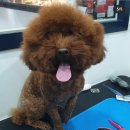 애틋하개 | 괴정동 애틋하개 대전 강아지미용 다녀왔어요 :)