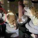 개린이세상 이미지