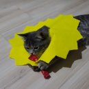 제갈견동물병원