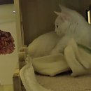 호텔이냥 이미지