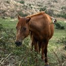 유레카목장 | 제주 동쪽 2주 살이[7일차 일기]