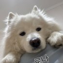 스타워시 카케어 서울본점 이미지