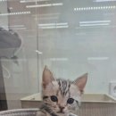 창원고양이분양 퍼스트캣 창원점 이미지