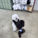 강북에이스애견미용학원 이미지